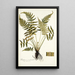 Blechnum occidentale - Nikolaus Joseph Freiherr von Jacquin — cuadro enmarcado en la pared