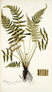 Blechnum occidentale - Nikolaus Joseph Freiherr von Jacquin — vista de la obra