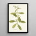 Borago zeylanica - Nikolaus Joseph Freiherr von Jacquin — cuadro enmarcado en la pared