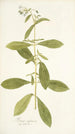 Borago zeylanica - Nikolaus Joseph Freiherr von Jacquin — vista de la obra