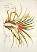Bromelia humilis - Nikolaus Joseph Freiherr von Jacquin — vista de la obra