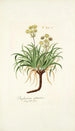 Bupleurum petraeum - Nikolaus Joseph Freiherr von Jacquin — vista de la obra