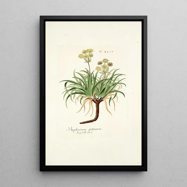 Nikolaus Joseph Freiherr von Jacquin - Bupleurum petraeum.webp