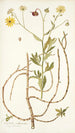 Calendula arborescens - Nikolaus Joseph Freiherr von Jacquin — vista de la obra