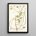 Calendula arborescens - Nikolaus Joseph Freiherr von Jacquin — cuadro enmarcado en la pared
