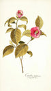 Camellia japonica - Nikolaus Joseph Freiherr von Jacquin — artwork view