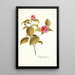 Camellia japonica - Nikolaus Joseph Freiherr von Jacquin — framed artwork on a wall