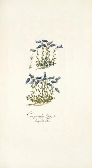 Nikolaus Joseph Freiherr von Jacquin - Campanula zoysii.webp