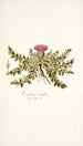 Carduus acaulis - Nikolaus Joseph Freiherr von Jacquin — vista de la obra