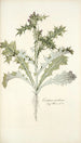 Carduus arabicus - Nikolaus Joseph Freiherr von Jacquin — vista de la obra