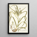 Carex hermaphrodita - Nikolaus Joseph Freiherr von Jacquin | Cuadro — cuadro enmarcado en la pared