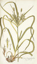 Carex hermaphrodita - Nikolaus Joseph Freiherr von Jacquin | Cuadro — vista de la obra