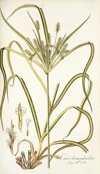 Nikolaus Joseph Freiherr von Jacquin - Carex hermaphrodita.webp
