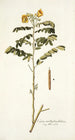 Cassia multiglandulosa - Nikolaus Joseph Freiherr von Jacquin — vista de la obra
