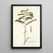 Cassia multiglandulosa - Nikolaus Joseph Freiherr von Jacquin — cuadro enmarcado en la pared