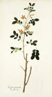 Cassia sennoides - Nikolaus Joseph Freiherr von Jacquin — vista de la obra