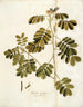 Cassia sensible - Nikolaus Joseph Freiherr von Jacquin — artwork view