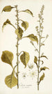 Celosia virgata - Nikolaus Joseph Freiherr von Jacquin — vista de la obra