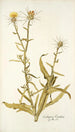 Centaurea verutum - Nikolaus Joseph Freiherr von Jacquin — vista de la obra