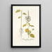 Chenopodium caudatum - Nikolaus Joseph Freiherr von Jacquin — cuadro enmarcado en la pared