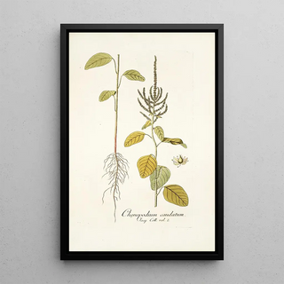 Nikolaus Joseph Freiherr von Jacquin - Chenopodium caudatum.webp