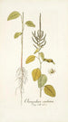 Chenopodium caudatum - Nikolaus Joseph Freiherr von Jacquin — vista de la obra