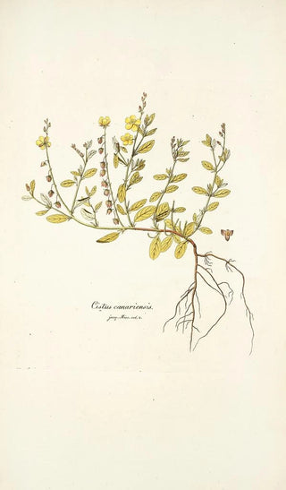 Nikolaus Joseph Freiherr von Jacquin - Cistus canariensis.webp