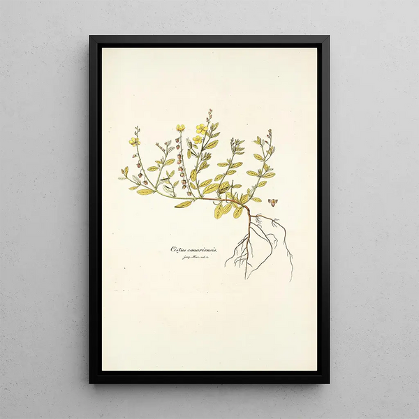 Nikolaus Joseph Freiherr von Jacquin - Cistus canariensis.webp