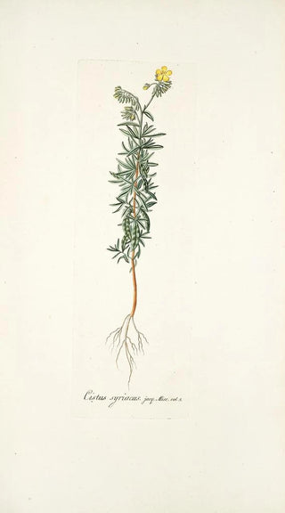 Nikolaus Joseph Freiherr von Jacquin - Cistus syriacus.webp