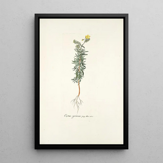 Nikolaus Joseph Freiherr von Jacquin - Cistus syriacus.webp