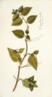 Commelina mollis - Nikolaus Joseph Freiherr von Jacquin — vista de la obra