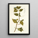 Commelina mollis - Nikolaus Joseph Freiherr von Jacquin — cuadro enmarcado en la pared
