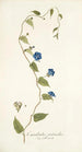 Convolvulus pentanthus - Nikolaus Joseph Freiherr von Jacquin — vista de la obra