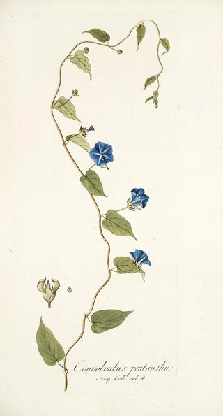 Nikolaus Joseph Freiherr von Jacquin - Convolvulus pentanthus.webp