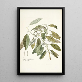 Nikolaus Joseph Freiherr von Jacquin - Conyza carolinensis.webp