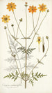 Coreopsis artemisiaefolia - Nikolaus Joseph Freiherr von Jacquin — vista de la obra