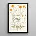Coreopsis artemisiaefolia - Nikolaus Joseph Freiherr von Jacquin — cuadro enmarcado en la pared