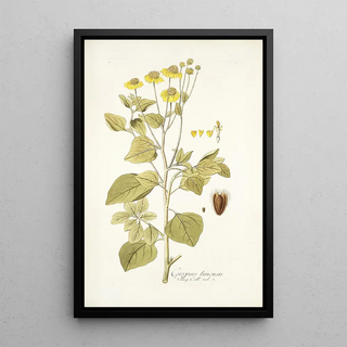 Nikolaus Joseph Freiherr von Jacquin - Coreopsis limensis.webp