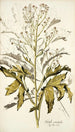 Crambe orientalis - Nikolaus Joseph Freiherr von Jacquin — vista de la obra
