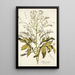 Crambe orientalis - Nikolaus Joseph Freiherr von Jacquin — cuadro enmarcado en la pared