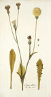 Crepis albida - Nikolaus Joseph Freiherr von Jacquin — vista de la obra