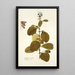 Crotalaria coerulea - Nikolaus Joseph Freiherr von Jacquin — framed artwork on a wall