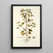 Croton glandulosum - Nikolaus Joseph Freiherr von Jacquin — cuadro enmarcado en la pared