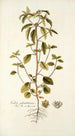 Croton glandulosum - Nikolaus Joseph Freiherr von Jacquin — vista de la obra