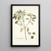 Croton punctatum - Nikolaus Joseph Freiherr von Jacquin — cuadro enmarcado en la pared