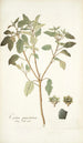 Croton punctatum - Nikolaus Joseph Freiherr von Jacquin — vista de la obra