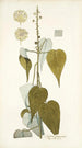 Croton pungens - Nikolaus Joseph Freiherr von Jacquin — vista de la obra