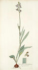 Cyanella orchidiformis - Nikolaus Joseph Freiherr von Jacquin — vista de la obra