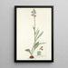 Cyanella orchidiformis - Nikolaus Joseph Freiherr von Jacquin — cuadro enmarcado en la pared