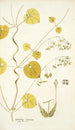 Cynanchum extensum - Nikolaus Joseph Freiherr von Jacquin — vista de la obra